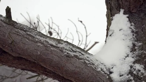 Bare tree branch covered in snow Staffordshire England December 2017 Video stock 83311142