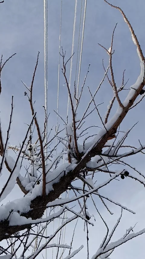 A bare tree branch covered in snow with power lines in the background Stock Footage 293509837