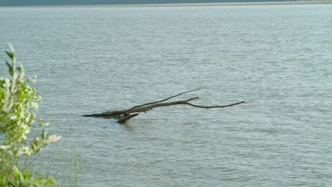 A bare tree branch floats in a wide calm river Stock Footage 339628987