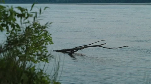 A bare tree branch floats in a wide calm river Stock Footage 339629011