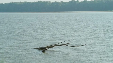 A bare tree branch floats in a wide calm river Stock Footage 339629026