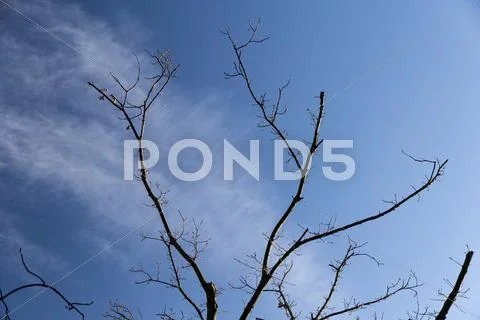 Bare tree branch Stock Photos