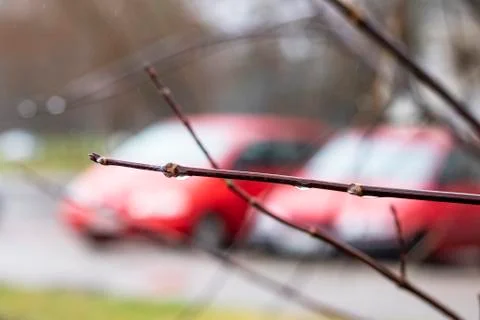 Bare tree branch with raindrops close up Stock Photos