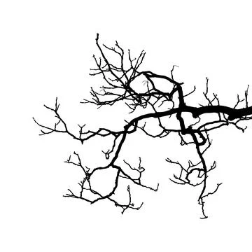 Bare tree branch silhouette isolated on white Stock Illustration