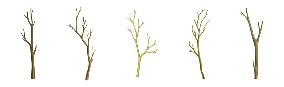Bare Tree Branch with Stem and Limb Vector Set Stock Illustration