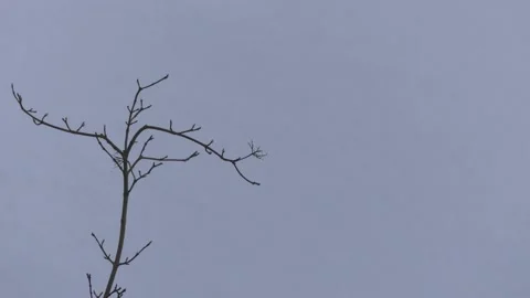 Bare tree branch in winter - snow in background, wind Stock Footage 148891422