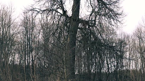 Bare tree branches (1) Stockbeeldmateriaal 48630799