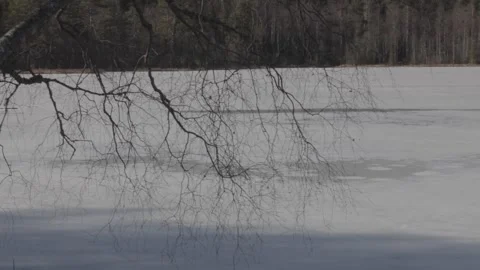 Bare Tree Branches Above Frozen Sognsvann Lake in Spring Stock Footage 340959886