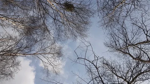 Bare tree branches against blue cloudy sky background. Tree crowns swing agai Stock Footage 124808280
