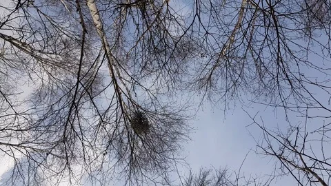 Bare tree branches against blue cloudy sky background. Tree crowns swing agai Stock Footage 124808288