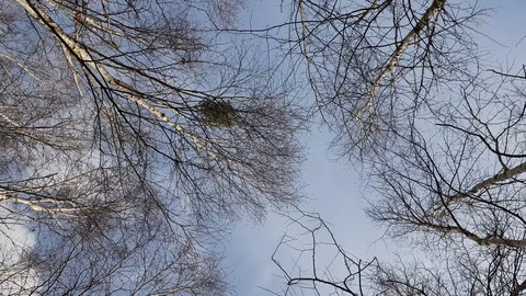 Bare tree branches against blue cloudy sky background. Tree crowns swing agai Stock Footage 124808723