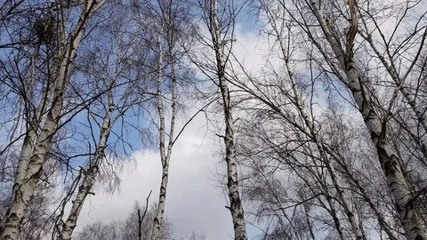 Bare tree branches against blue cloudy sky background. Tree crowns swing agai Stock Footage 124808776