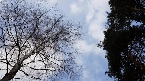 Bare tree branches against blue cloudy sky background. Tree crowns swing agai Stock Footage 124809216