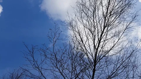 Bare tree branches against blue cloudy sky background. Tree crowns swing agai 動画素材 124809485