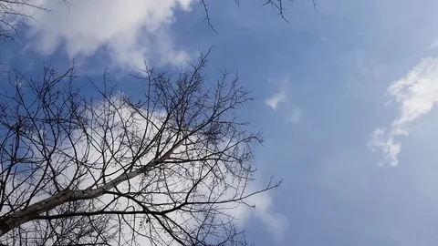 Bare tree branches against blue cloudy sky background. Tree crowns swing agai Stock Footage 124809537