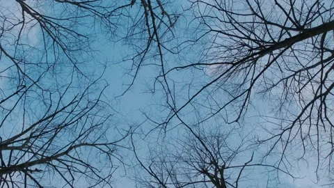 Bare tree branches against the blue sky Stock Footage 175226165