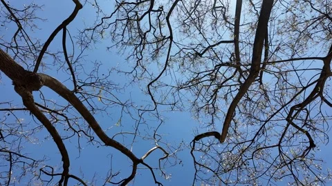 Bare Tree Branches Against Blue Sky Stock Footage 289445696