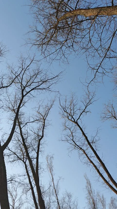 Bare tree branches against blue sky in early spring forest Stock Footage 330954317