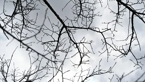 Bare tree branches against a blue sky Stock Footage 342409829