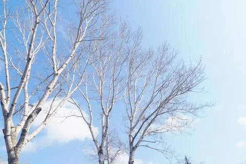 Bare tree branches against a blue spring sunny sky. Stock Photos