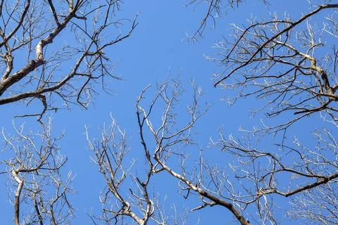Bare tree branches against the blue sky. Abstract natural background. Stock Photos