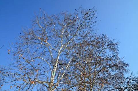 Bare tree branches against blue sky Stockfoto's