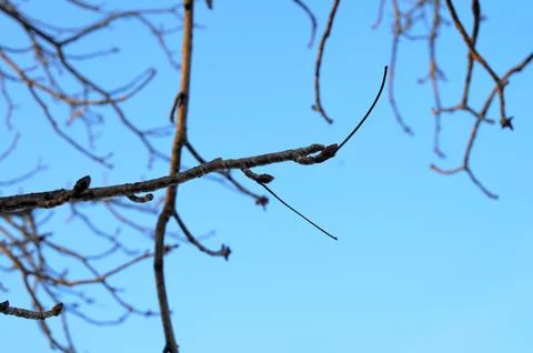 Bare Tree Branches Against Blue Sky 写真素材