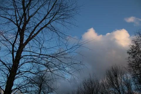 Bare Tree Branches Against Blue Sky with Clouds Stock Photos