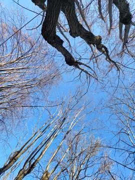 Bare tree branches against blue winter sky Foto stock
