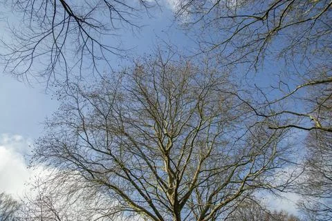 Bare Tree Branches Against Blue Sky in Early Spring Nature Background Stock Photos