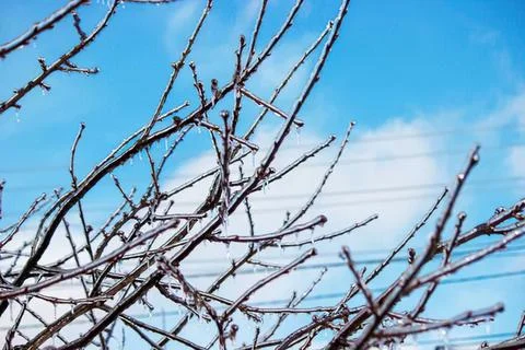 Bare tree branches against a blue sky with clouds Stock Photos