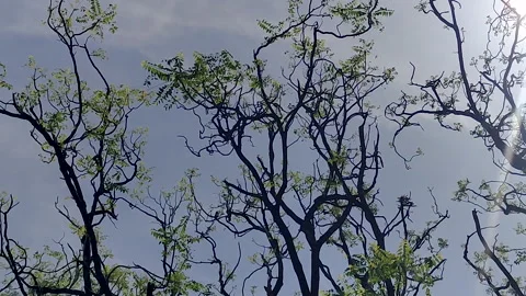 Bare Tree Branches Against Bright Sky with Sunlight Through Canopy 库存影片 335353137