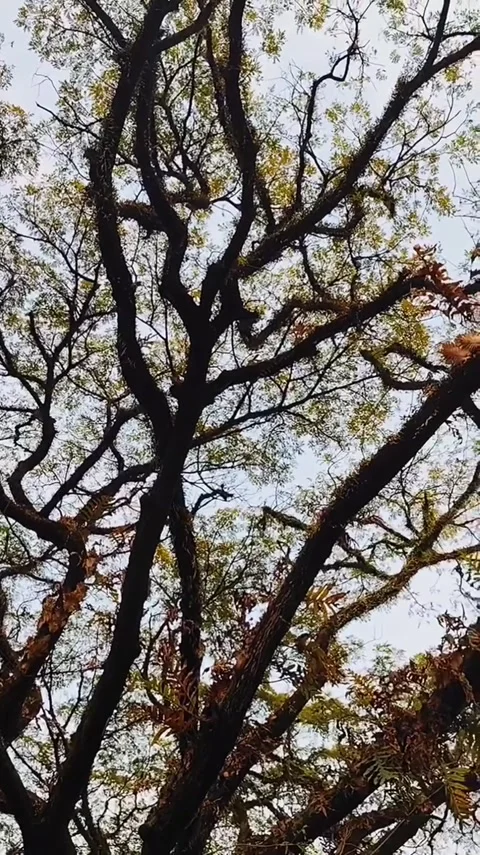 Bare Tree Branches Against Bright Sky Stock Footage 341628999