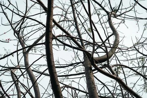 Bare Tree Branches Against Bright Sky Stock Photos