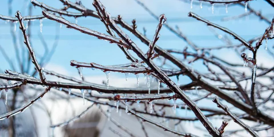 Bare tree branches against a bright blue sky in winter Stock Photos