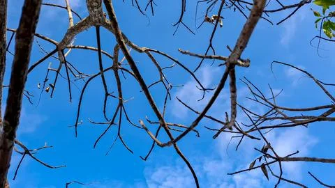 Bare Tree Branches Against Bright Blue Sky in Autumn Stock Photos