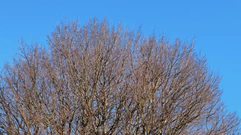 Bare Tree Branches Against Clear Blue Sky Video stock 274434728