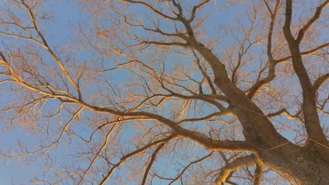 Bare tree branches against a clear blue sky during fall Stock Footage 294951110