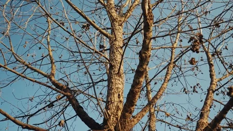 Bare Tree Branches Against Clear Blue Sky During A Crisp Autumn Day Stock Footage 342253069