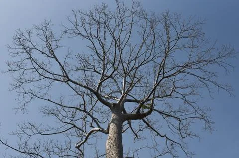 Bare tree branches against a clear blue sky close-up Stock Photos