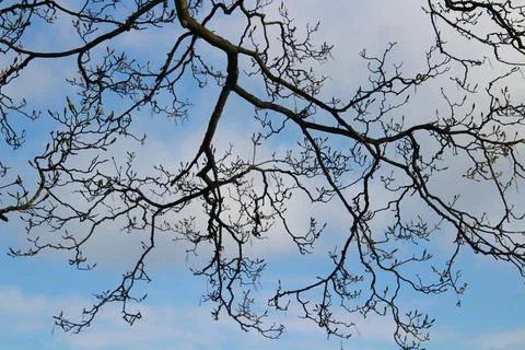 Bare tree branches against clear blue skies Stock Photos
