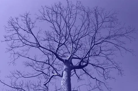 Bare tree branches against a clear sky close-up. photo toned in the color of  Stock Photos