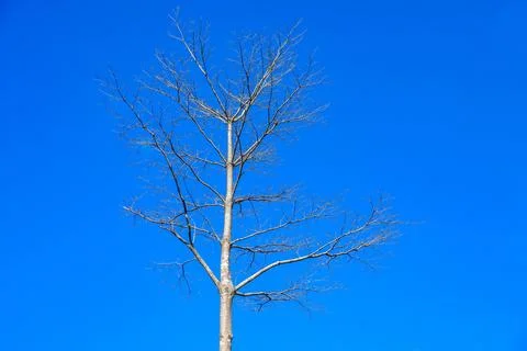 Bare Tree Branches Against Clear Blue Sky Background Stock Photos