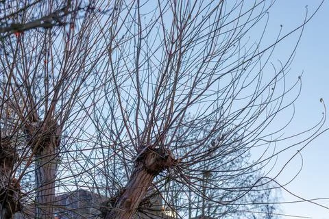 Bare tree branches against clear winter sky Stock Photos