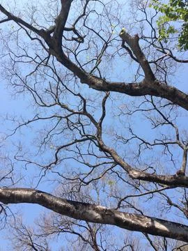 Bare Tree Branches Against Clear Blue Sky Stock Photos