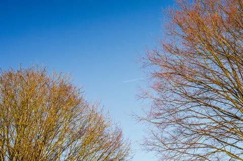 Bare tree branches against a clear blue sky with a distant airplane contrail Stock Photos