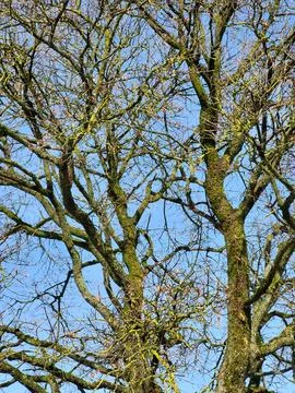 Bare Tree Branches Against Clear Blue Sky View from Below Stock Photos