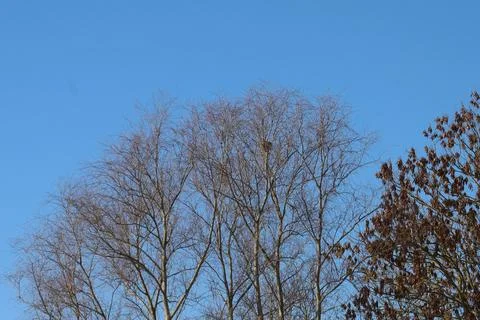 Bare tree branches against a clear blue sky with a bird's nest visible in o.. Stock Photos