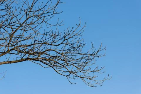 Bare tree branches against a clear blue winter sky Stock Photos