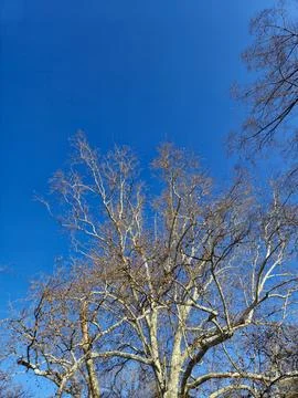 Bare tree branches against clear blue sky 写真素材